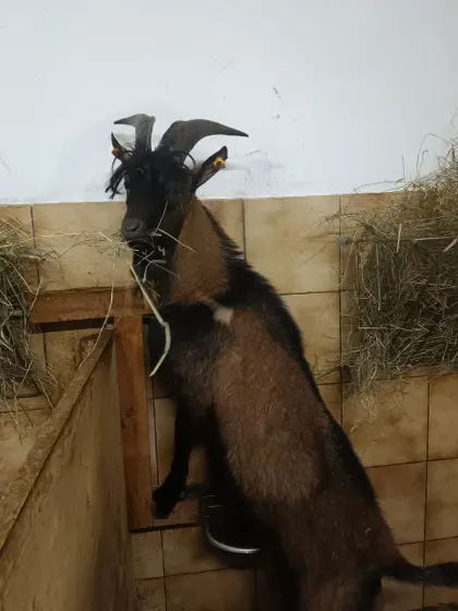 GGZ-Bock, CAE-frei