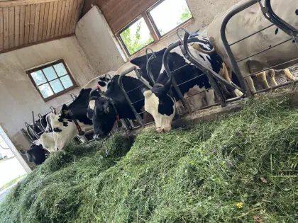 Holstein Milchkühe