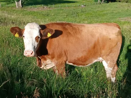 Trächtige Kalbin zu verkaufen
