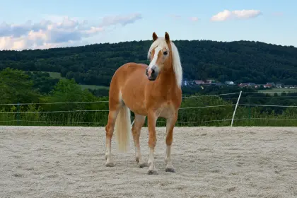 Adela ZH, Haflinger Stute
