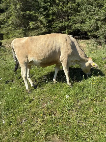Verkaufe Jersey-Kalbin