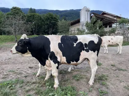 Holstein Zuchtstier