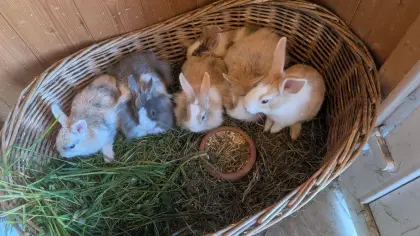 Wunderschöne junge Löwenkopf-Zwergkaninchen