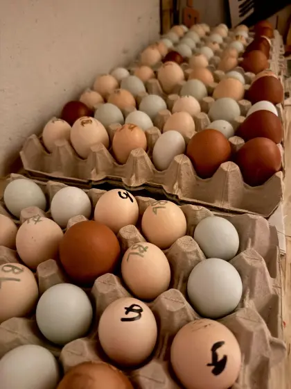 Bruteier Seidenhühner, Ga Hmong, Marans, Blumenhühner, Araucana
