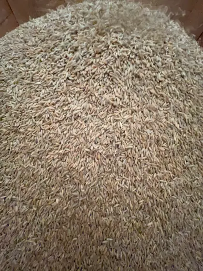 Bio-Futterroggen