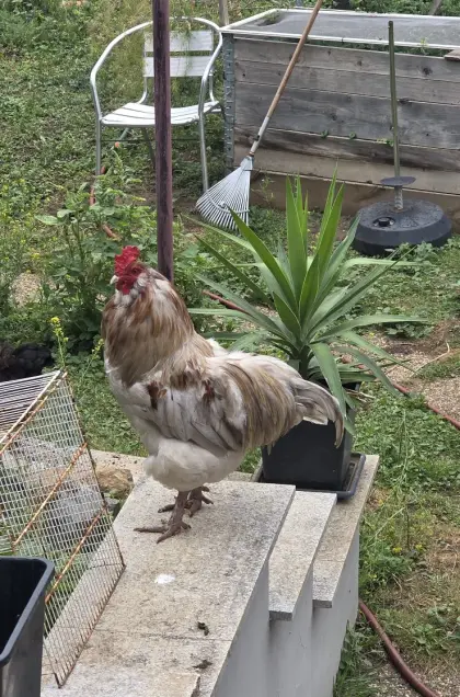 Agrargrundstück für Tierhaltung gesucht