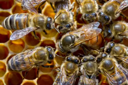 Bio-zertifizierte Königinnen kaufen