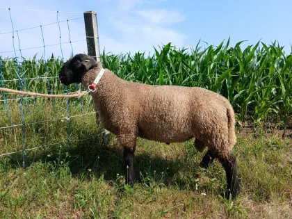 Suffolk Jungwidder aus Herdebuchzucht FW 130
