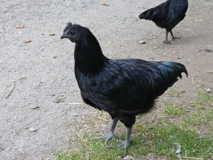 Ayam Cemani, Lavender Araucana, Barnevelder Hähne