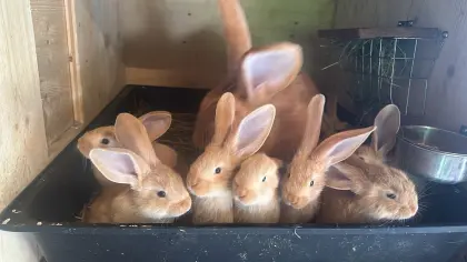 Deutsche Riesen Jungtiere