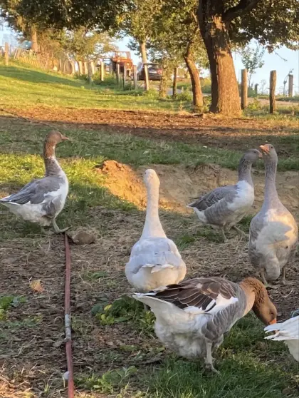 Gänse- und Putenpaar zu verkaufen