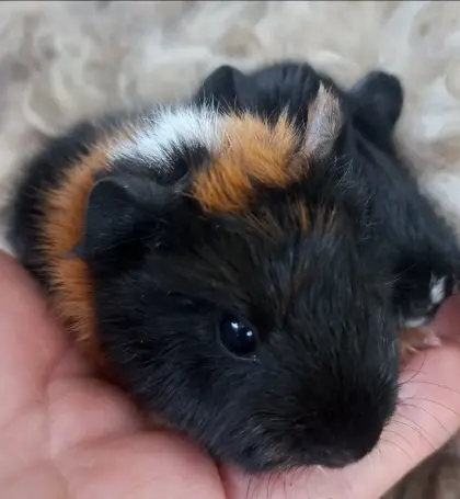 Meerschweinchen