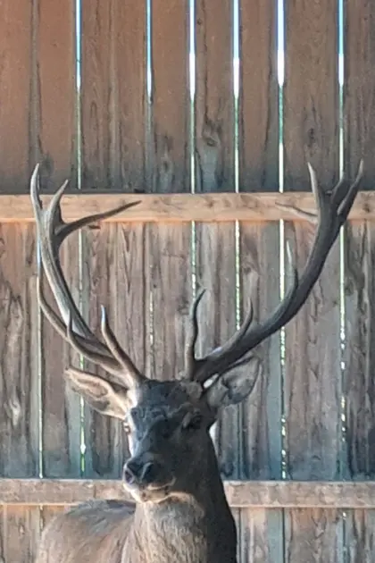 Hirsch