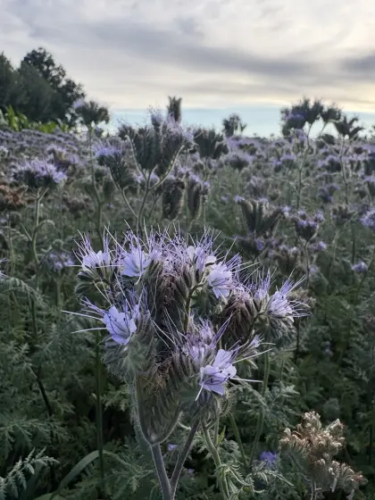 Bio-Phacelia