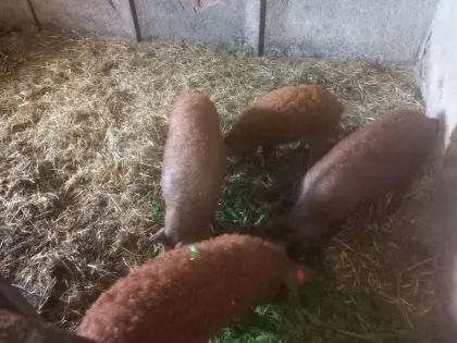 Mangalitza-Mastschweine
