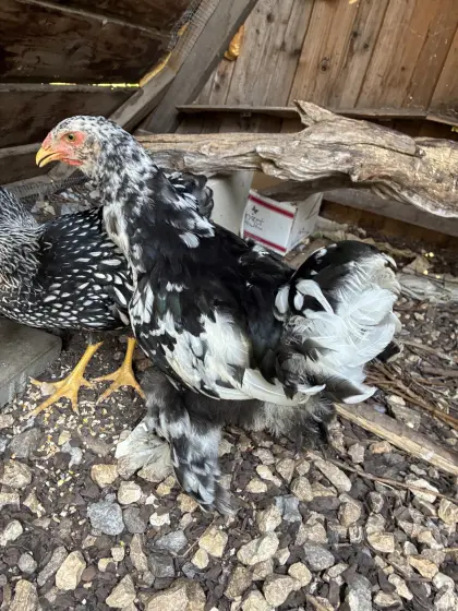 Brahma- und Wyandottenhähne abzugeben