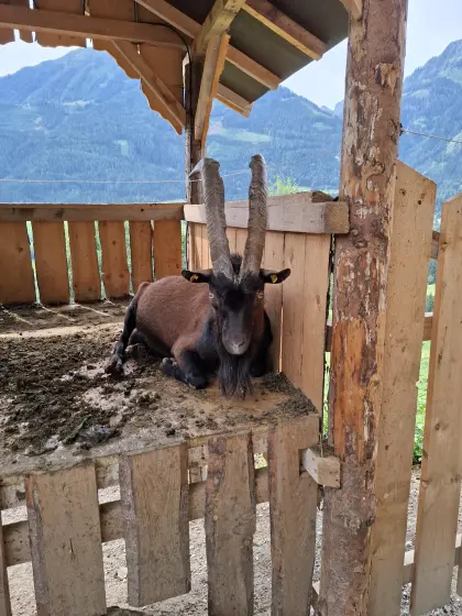 Aosta-Ziegen
