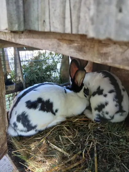 Deutsche Riesenschecken