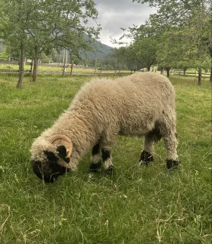 Walliser Schwarznasenschaf-Widder