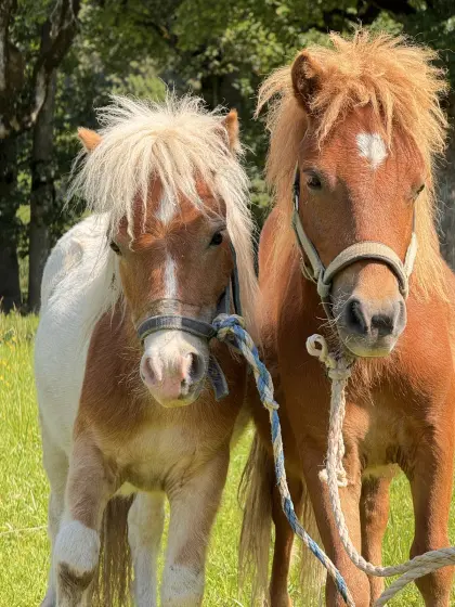 Ponyhengste