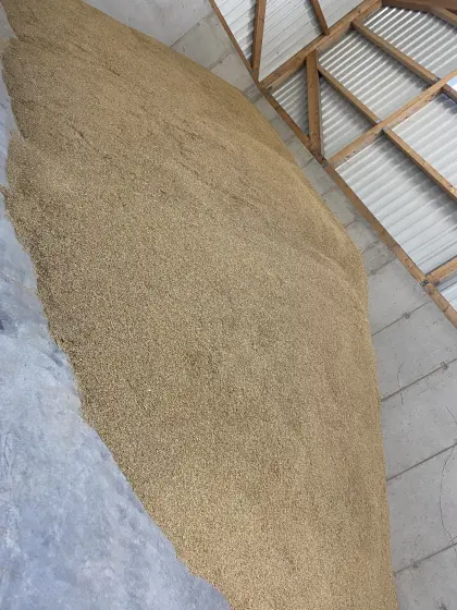 Futtergerste zu verkaufen, gute Qualität