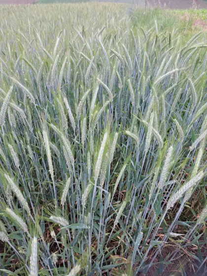 Triticale Ernte 2025