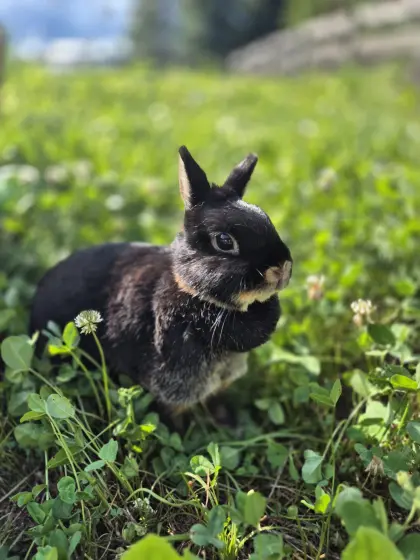 Zwergkaninchen
