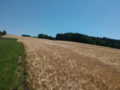 Futtergerste