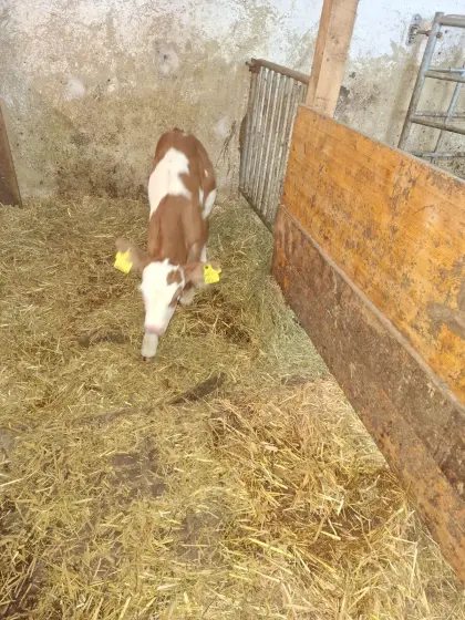 Bio ZZU Fleckviehstierkalb
