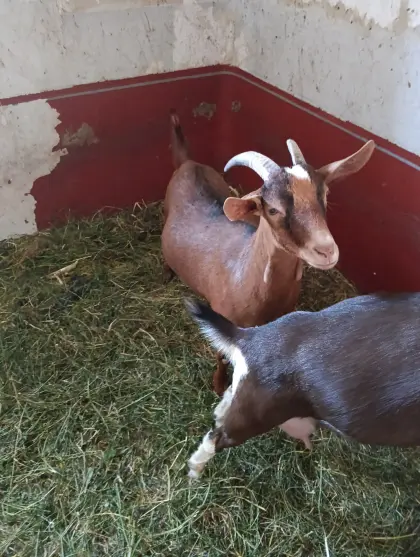 Kalahari Red Ziege