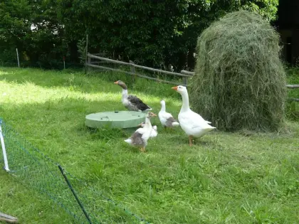 Österreichische Landgänse