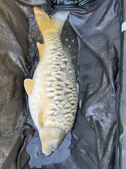 Suche Besatzfische Raum Südsteiermark