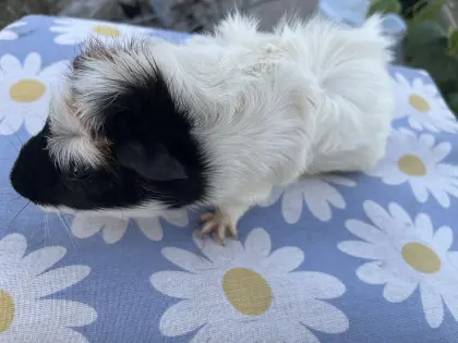 Meerschweinchen
