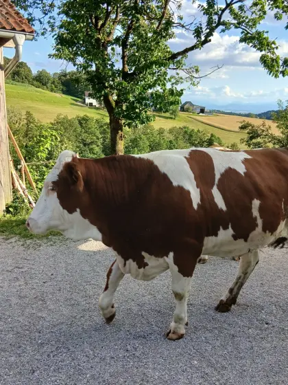 Trächtige Kalbin