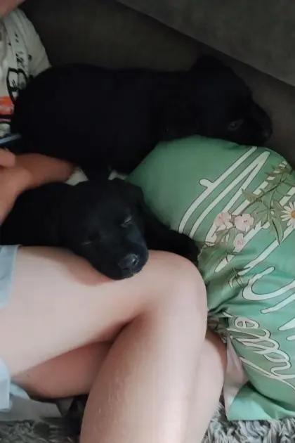 2 Labrador-Welpen, Mädels