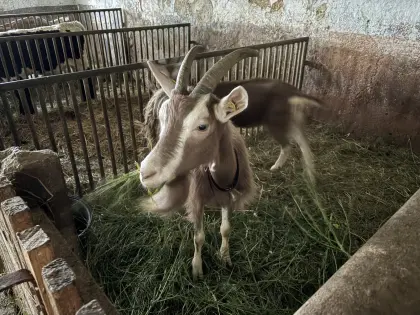 Toggenburger Herde