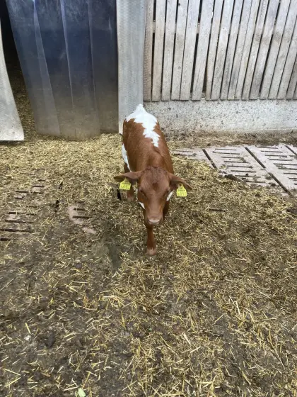 Pinzgauer Mutterkuh mit Kalb