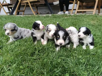 Australian Shepherd-Mischling