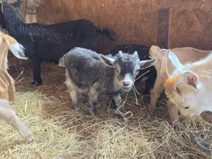 Mini-Zwergziegenböcke