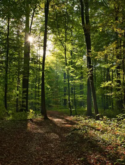 11.251 m² Wald im Haselgraben Richtung Altenberg