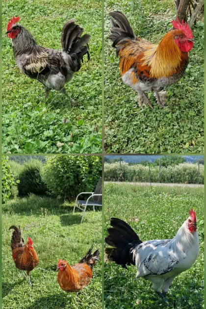 Junghähne Brakel, Silverudds, Ostfriesische Möwe, Olivleger