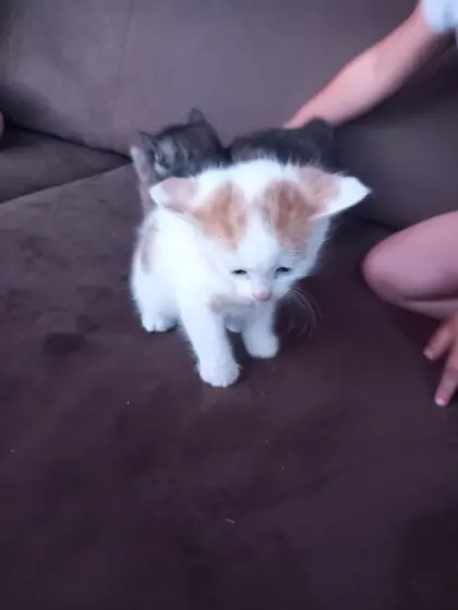 Babykatzen