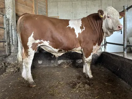 Zuchtstiere Fleckvieh-Fleisch, genetisch hornlos
