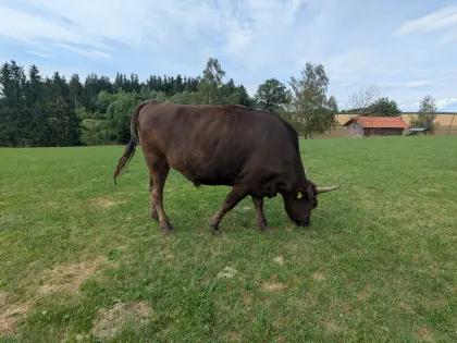 Wagyu-Ochse, Bio