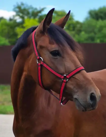 Sehr schöne D-Ponystute zu verkaufen