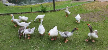 Österreichische Landgänse abzugeben