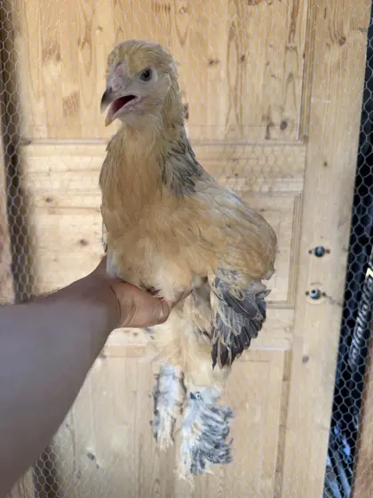 Brahma