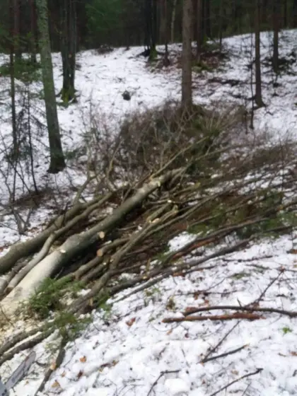 Brennholz zum Selbermachen