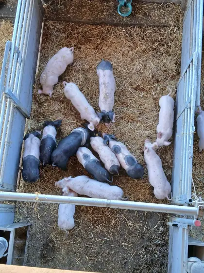 Ferkel Edelschwein, Pietrain und Schwäbisch-Hällisch, Pietrain
