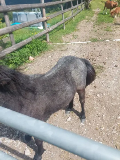Pony-Hengst